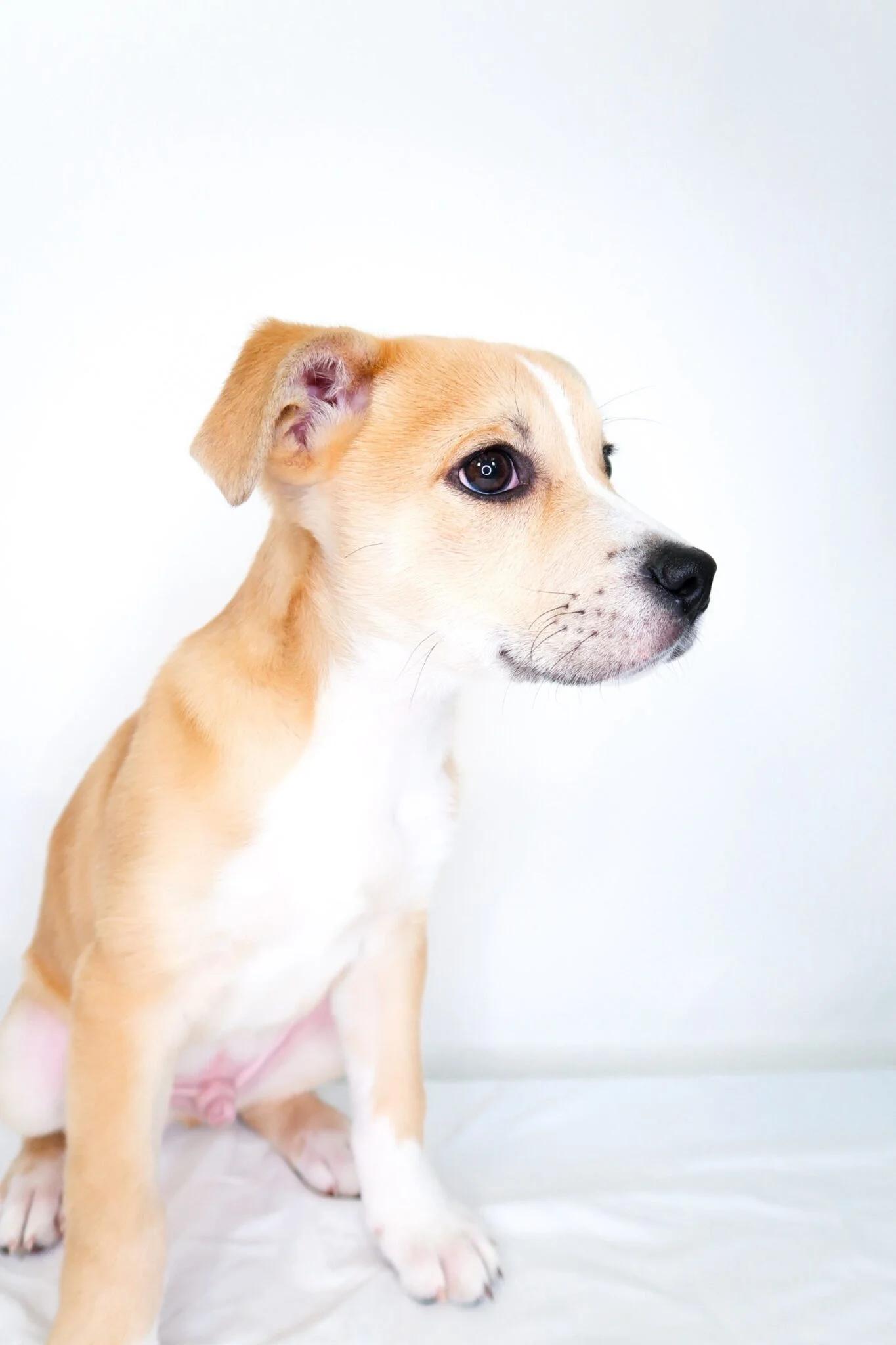 Enlarge Guthrie, a Adoptable mixed breed in Bixby, OK image 6/6