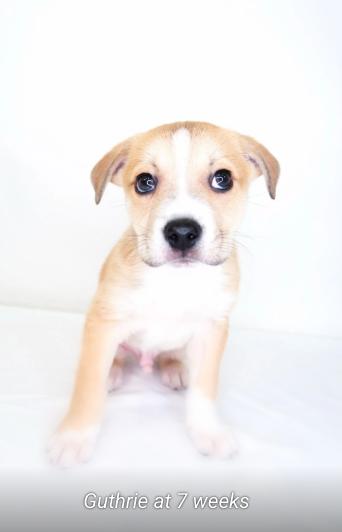 Enlarge Guthrie, an adoptable mixed breed in Bixby, OK image 6/6