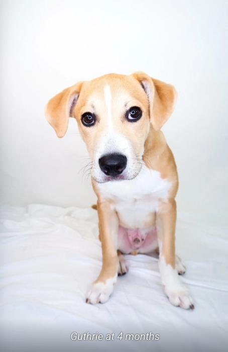 Guthrie, an adoptable mixed breed in Bixby, OK image 4/6