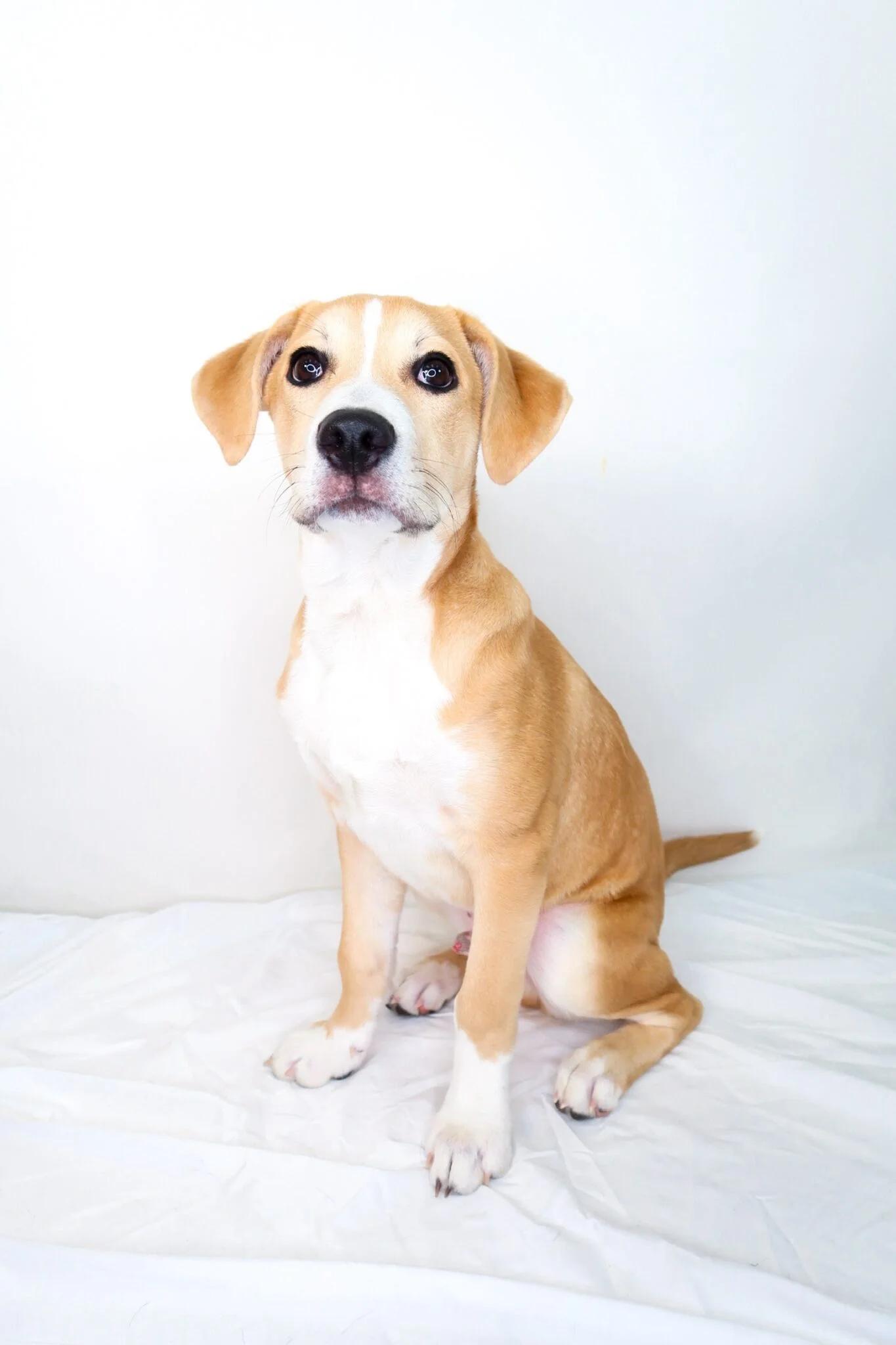 Guthrie, adoptable, Young Male Shepherd.