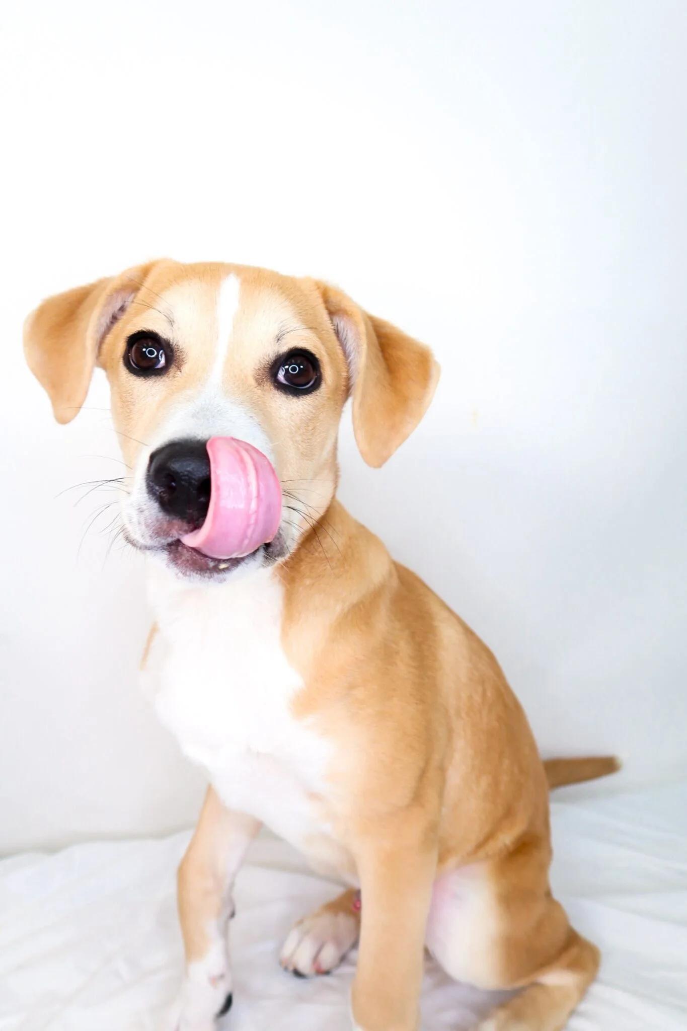 Enlarge Guthrie, an adoptable mixed breed in Bixby, OK image 3/6