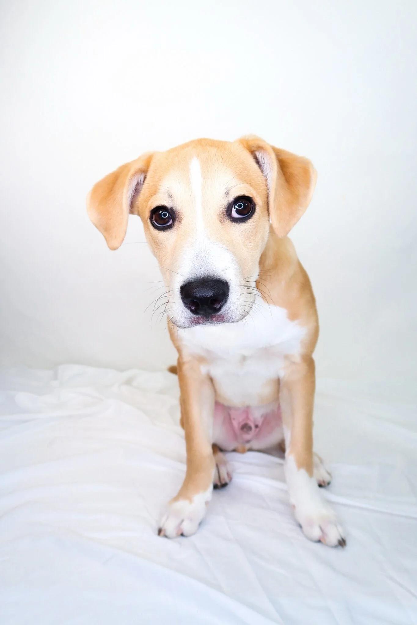 Enlarge Guthrie, an adoptable mixed breed in Bixby, OK image 4/6
