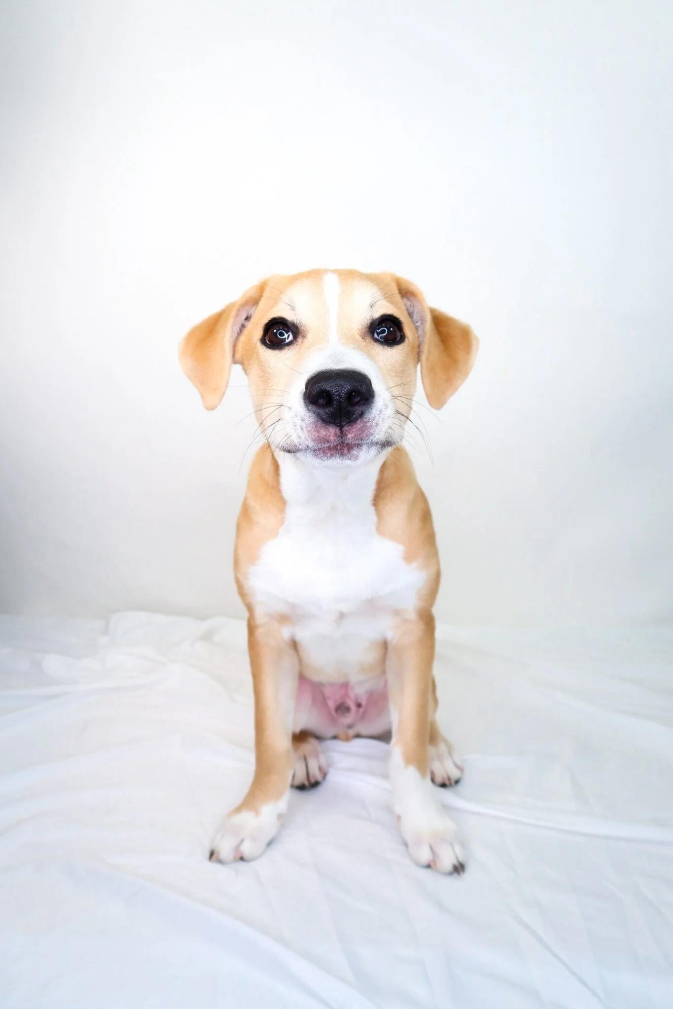 Enlarge Guthrie, an adoptable mixed breed in Bixby, OK image 2/6