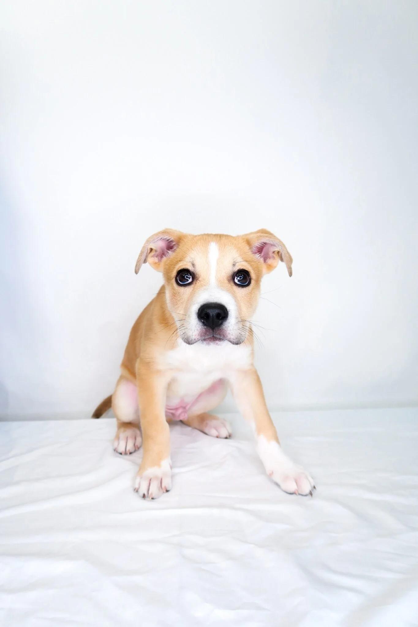 Enlarge Guthrie, a Adoptable mixed breed in Bixby, OK image 2/6
