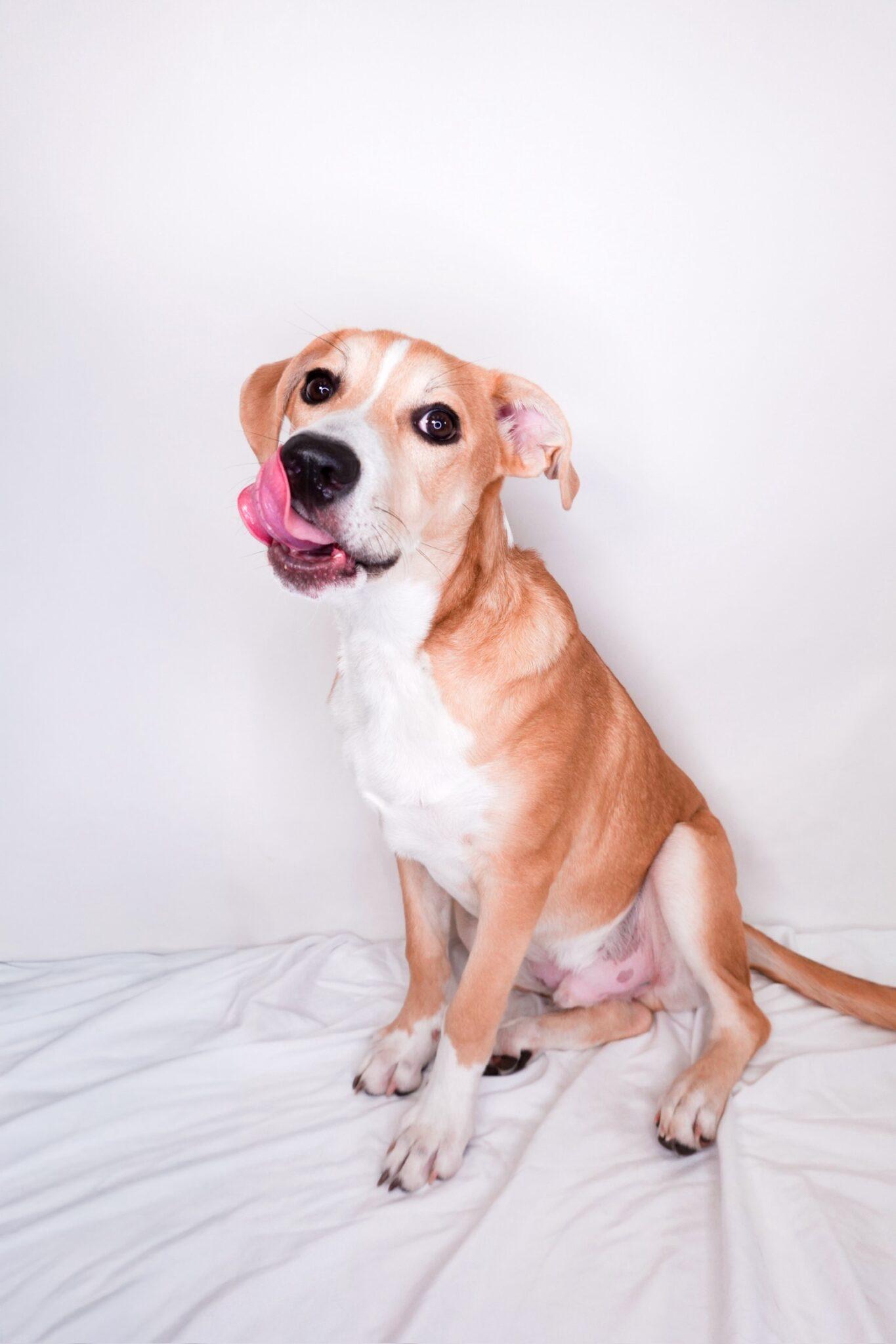 Guthrie, an adoptable mixed breed in Bixby, OK image 3/6