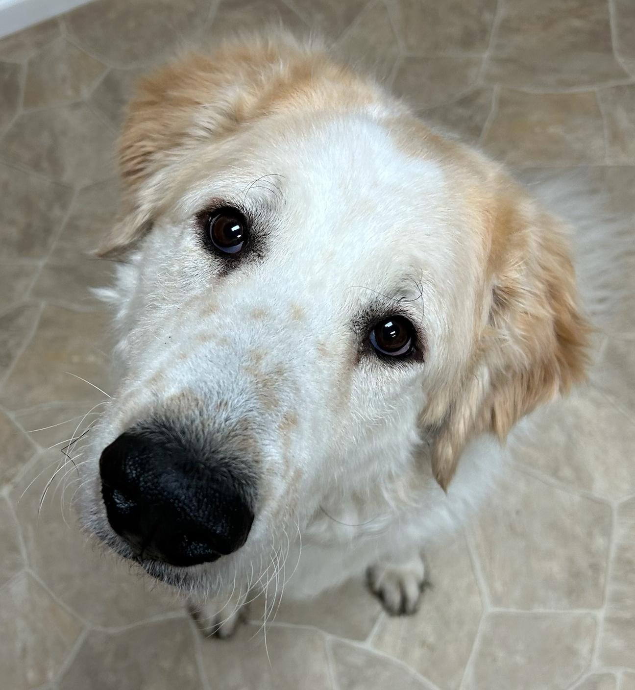 Lea, Adoptable, Adult Female Great Pyrenees.