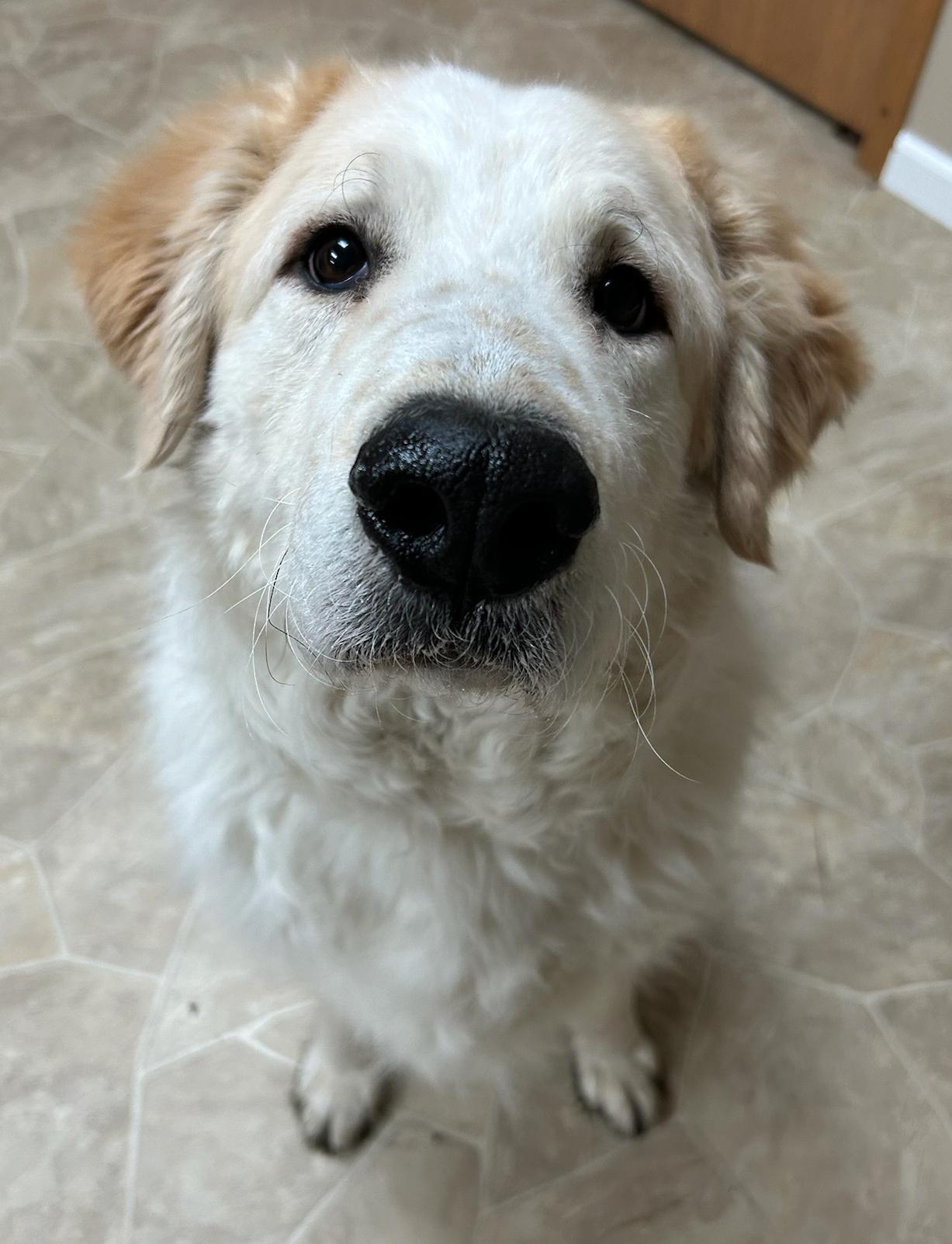 Enlarge Lea, a Adoptable mixed breed in Neillsville, WI image 4/5
