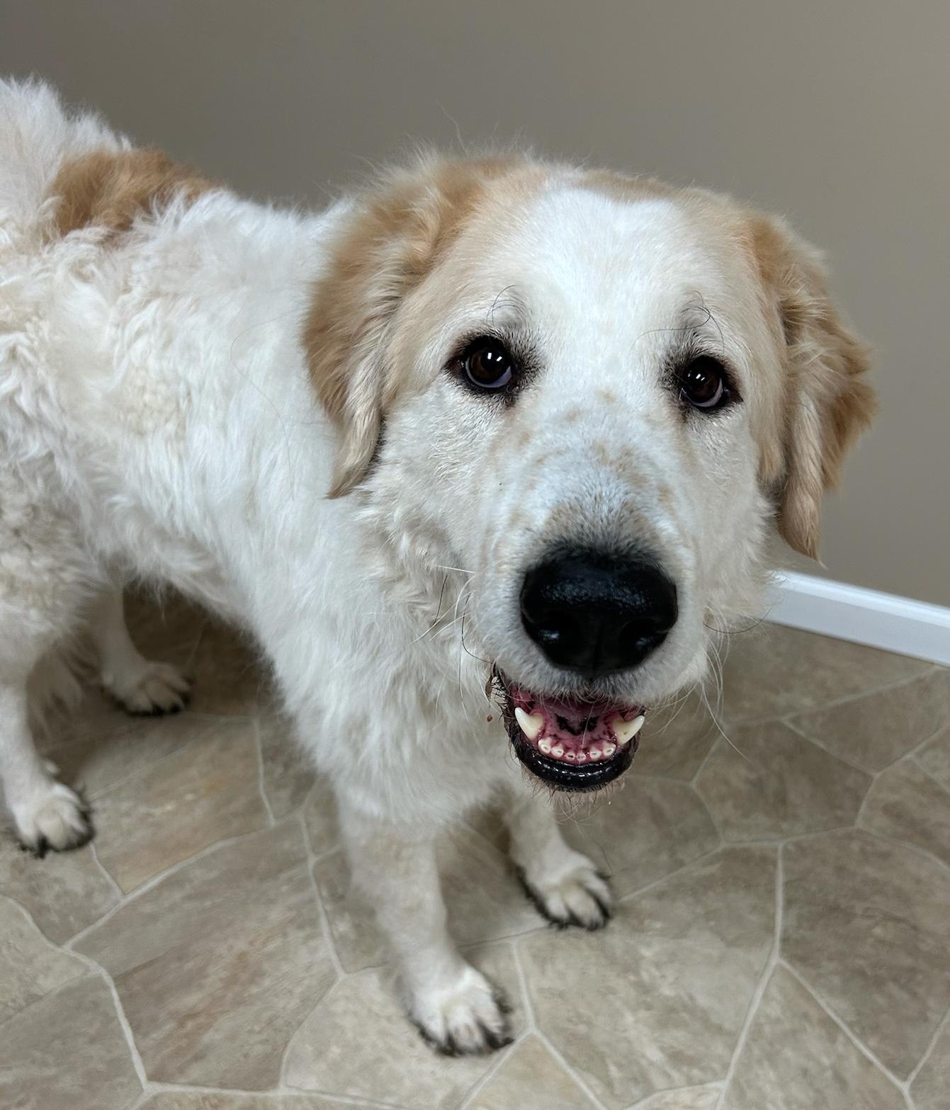 Enlarge Lea, a Adoptable mixed breed in Neillsville, WI image 5/5