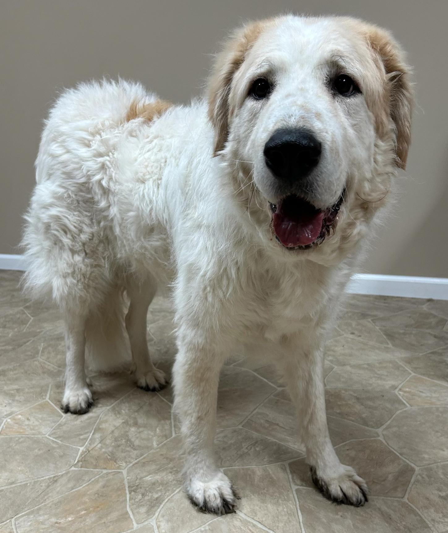 Enlarge Lea, a Adoptable mixed breed in Neillsville, WI image 2/5