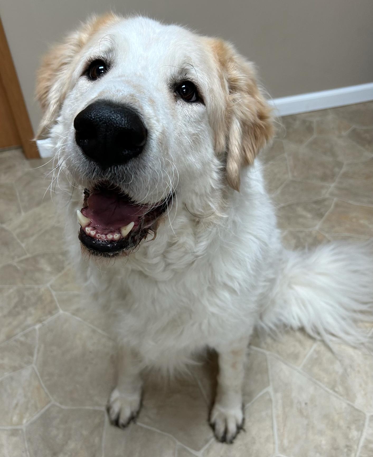 Enlarge Lea, a Adoptable mixed breed in Neillsville, WI image 3/5