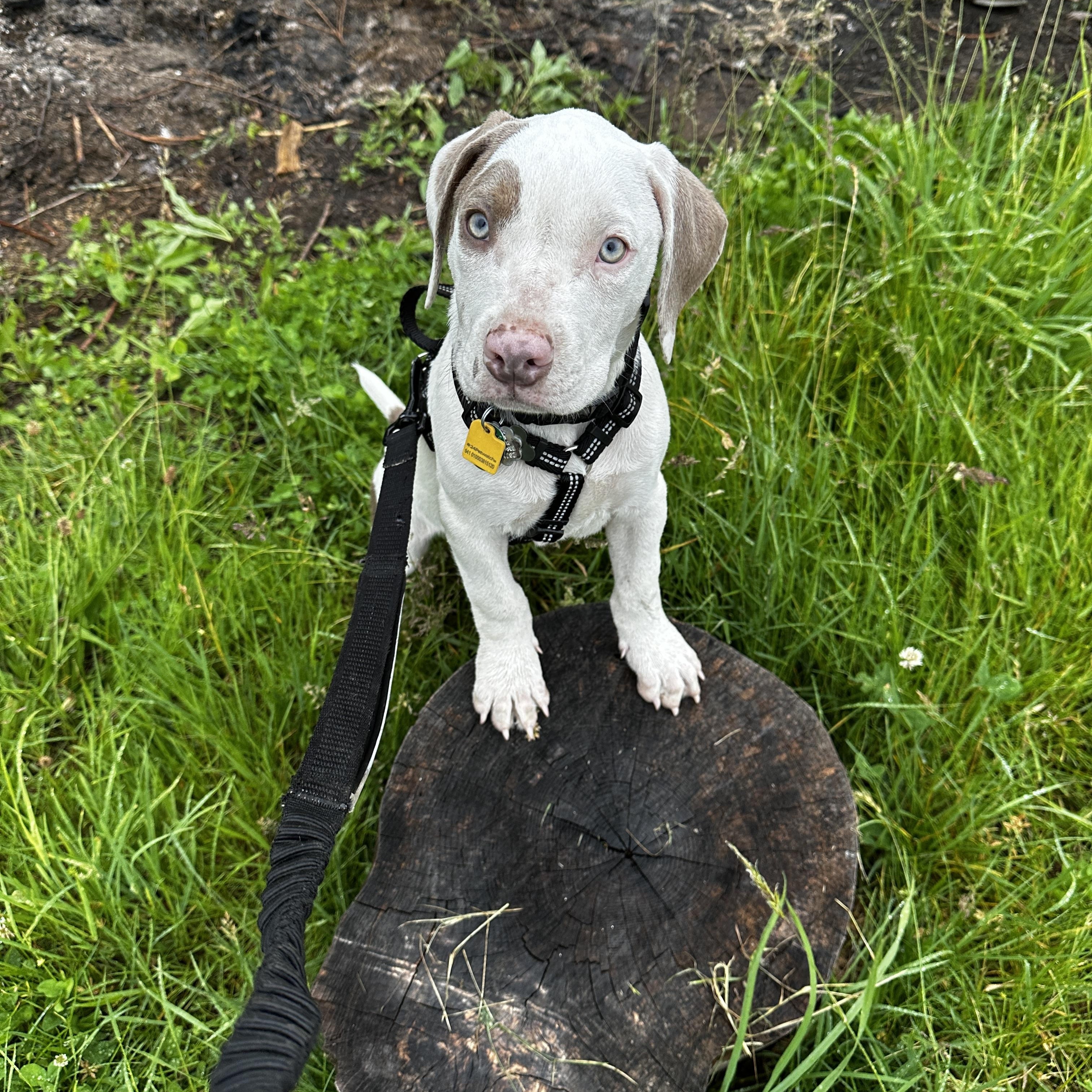 Enlarge Koda fka Loki, a Adoptable mixed breed in Medfield, MA image 5/6