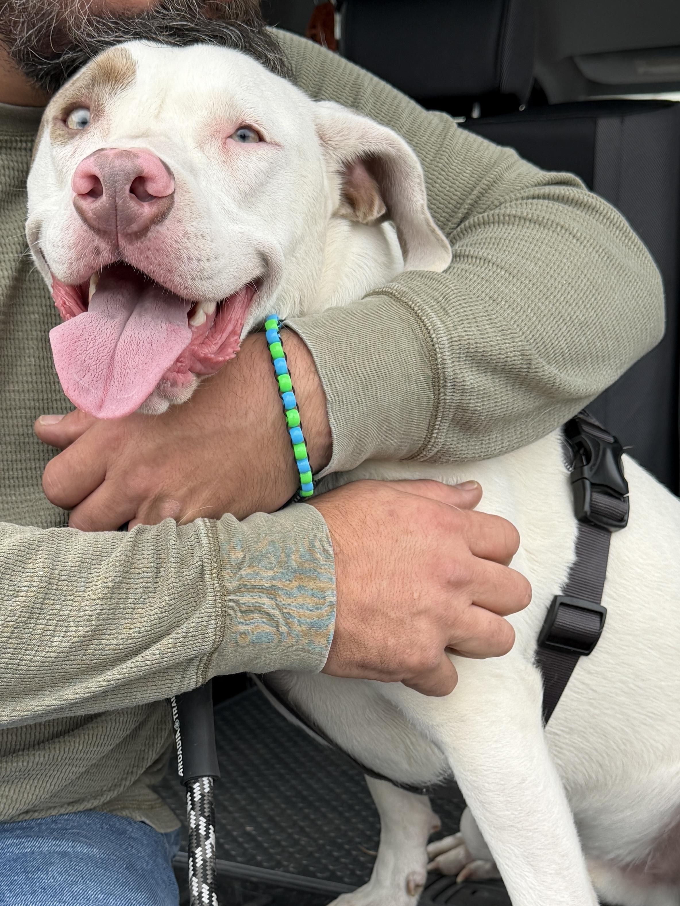 Enlarge Koda fka Loki, a Adoptable mixed breed in Medfield, MA image 3/6