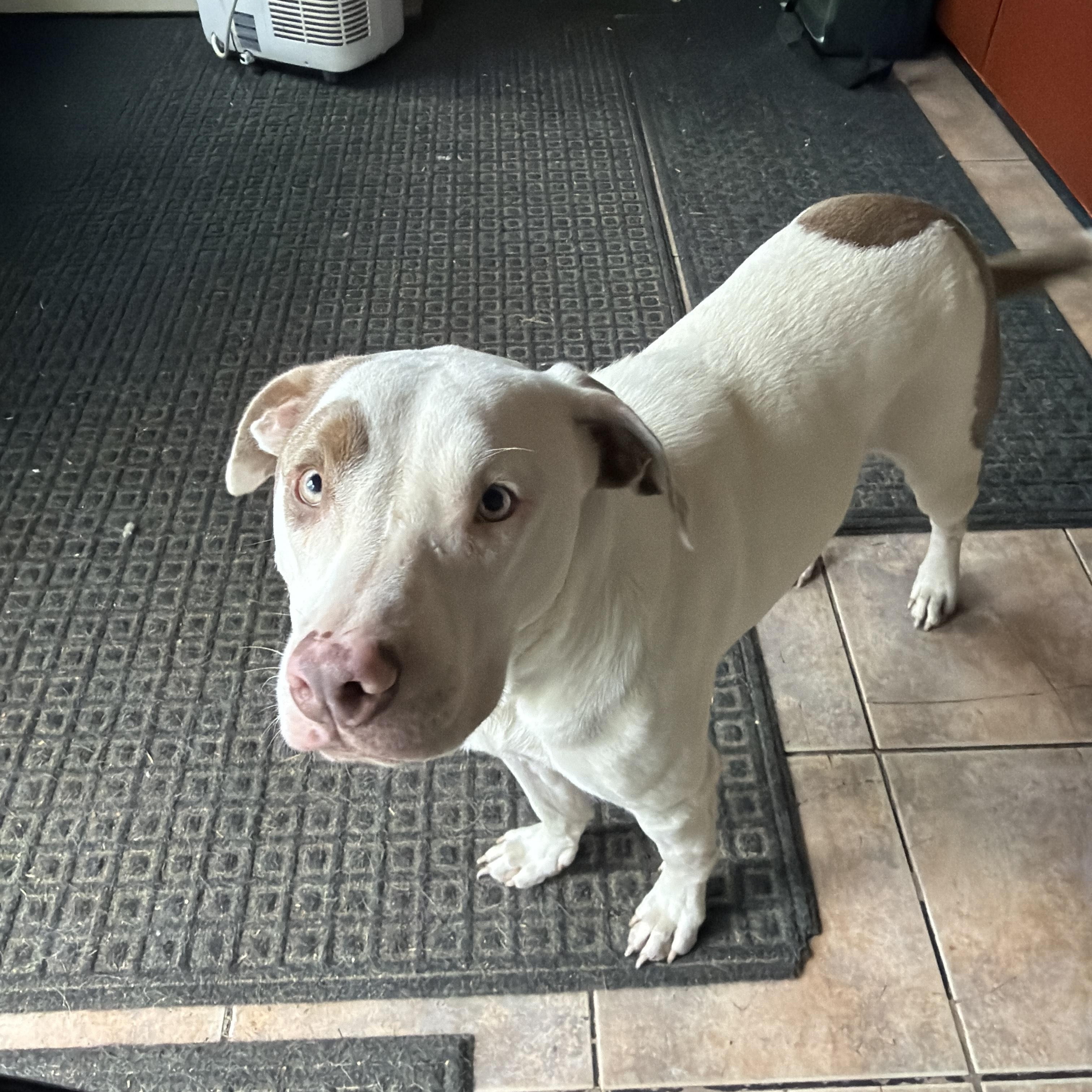 Enlarge Koda fka Loki, a Adoptable mixed breed in Medfield, MA image 2/6