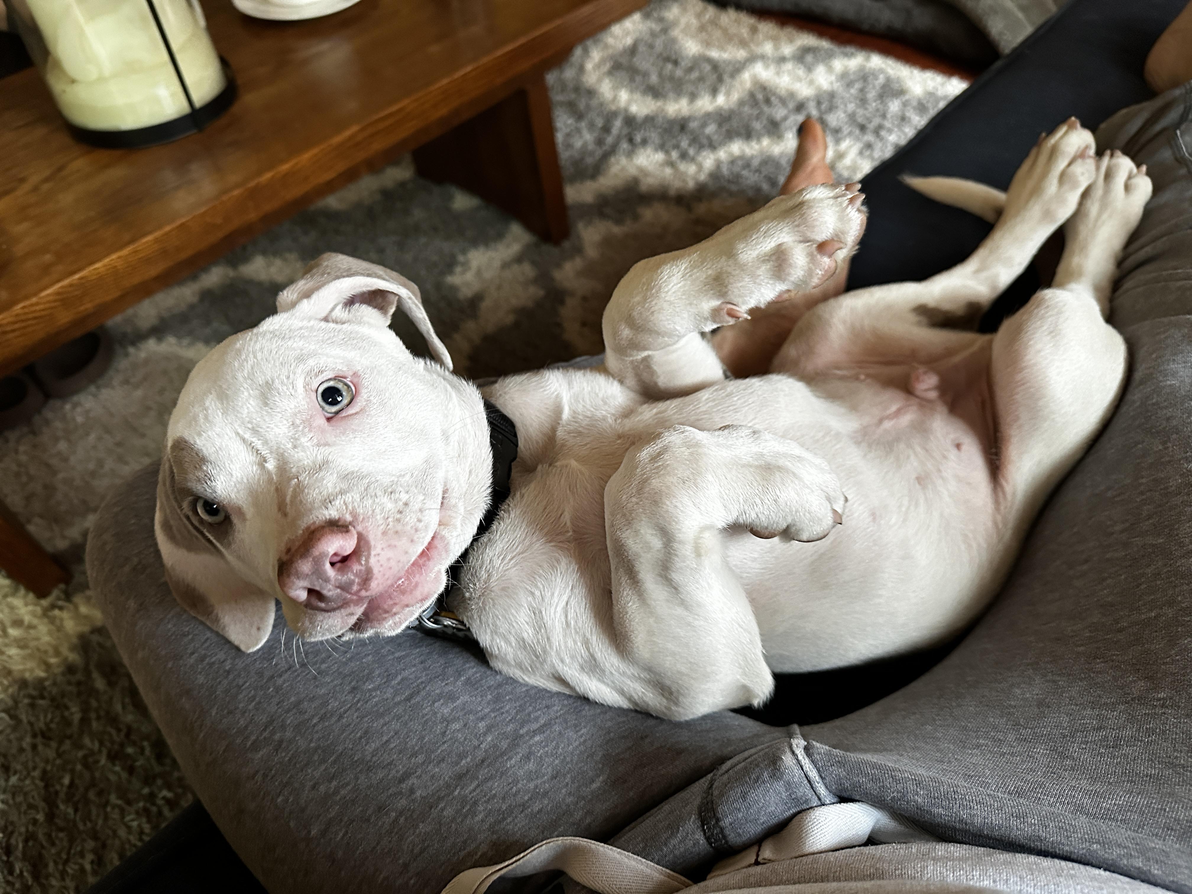 Enlarge Koda fka Loki, a Adoptable mixed breed in Medfield, MA image 4/6
