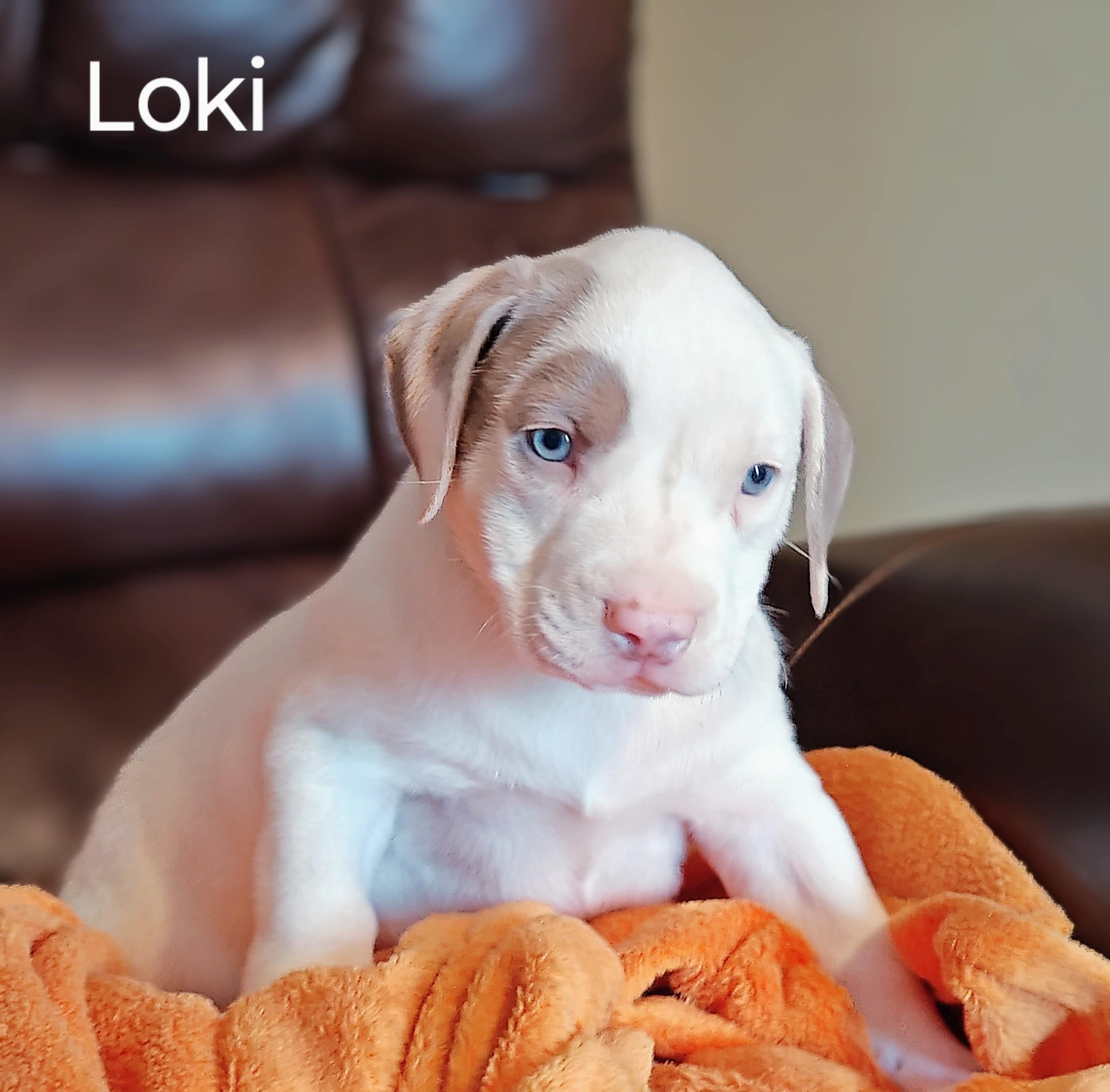 Enlarge Koda fka Loki, a Adoptable mixed breed in Medfield, MA image 6/6