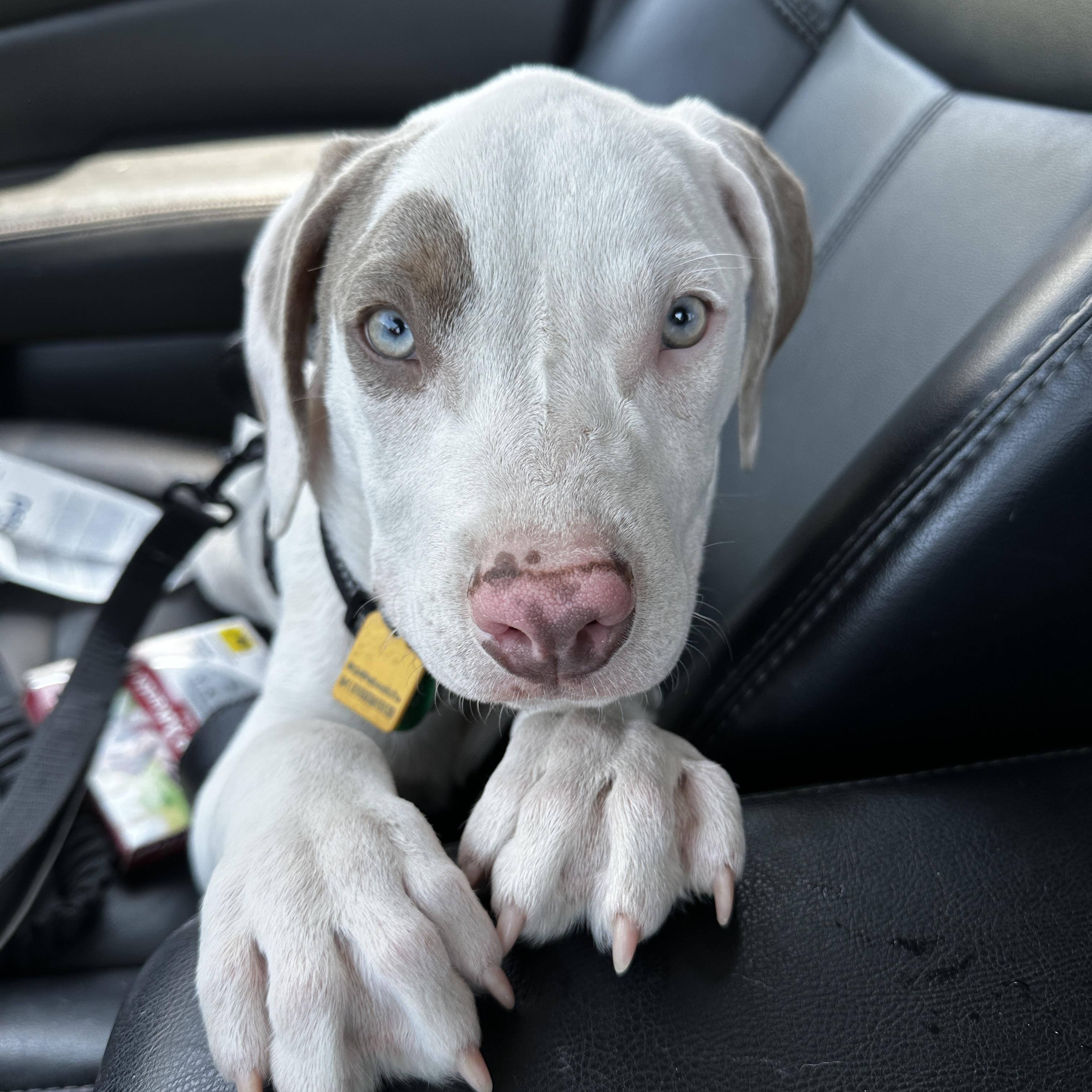 Enlarge Koda fka Loki, a Adoptable mixed breed in Medfield, MA image 1/6