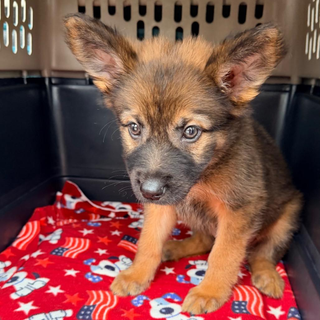 Yoda, Adoptable, Puppy Male Shepherd.
