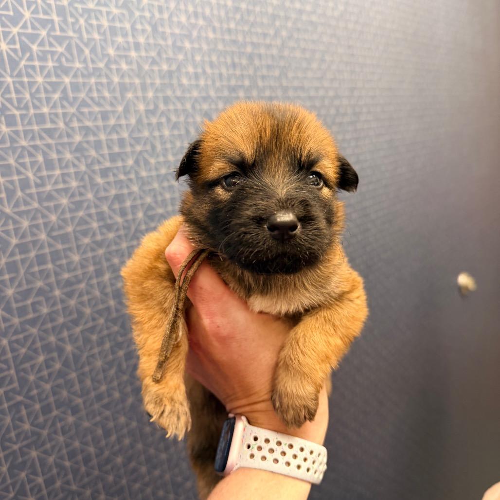 Enlarge Yoda, a Adoptable Shepherd in Saint John, IN image 3/4