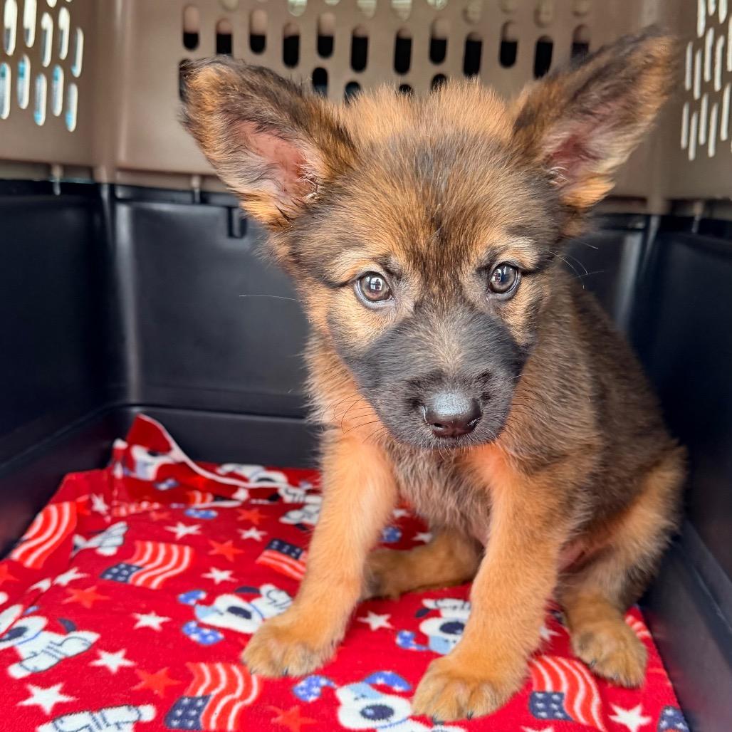 Enlarge Yoda, a Adoptable Shepherd in Saint John, IN image 4/4