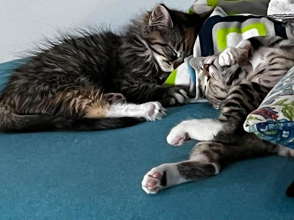 Flower & Fern, a Adopted Domestic Short Hair in Riverhead, NY image 1/6