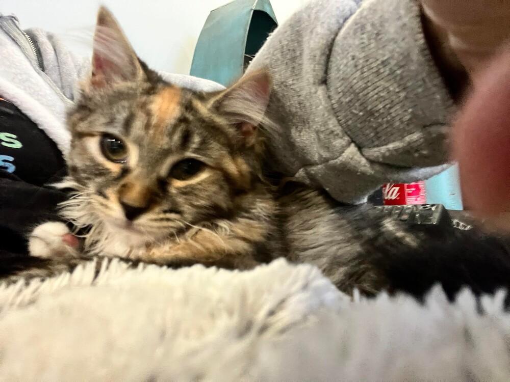 Flower & Fern, a Adopted Domestic Short Hair in Riverhead, NY image 2/6