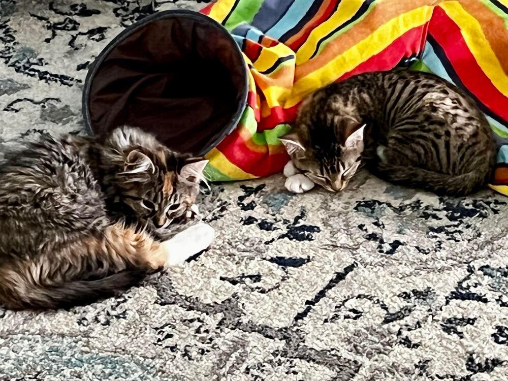 Flower & Fern, a Adopted Domestic Short Hair in Riverhead, NY image 3/6