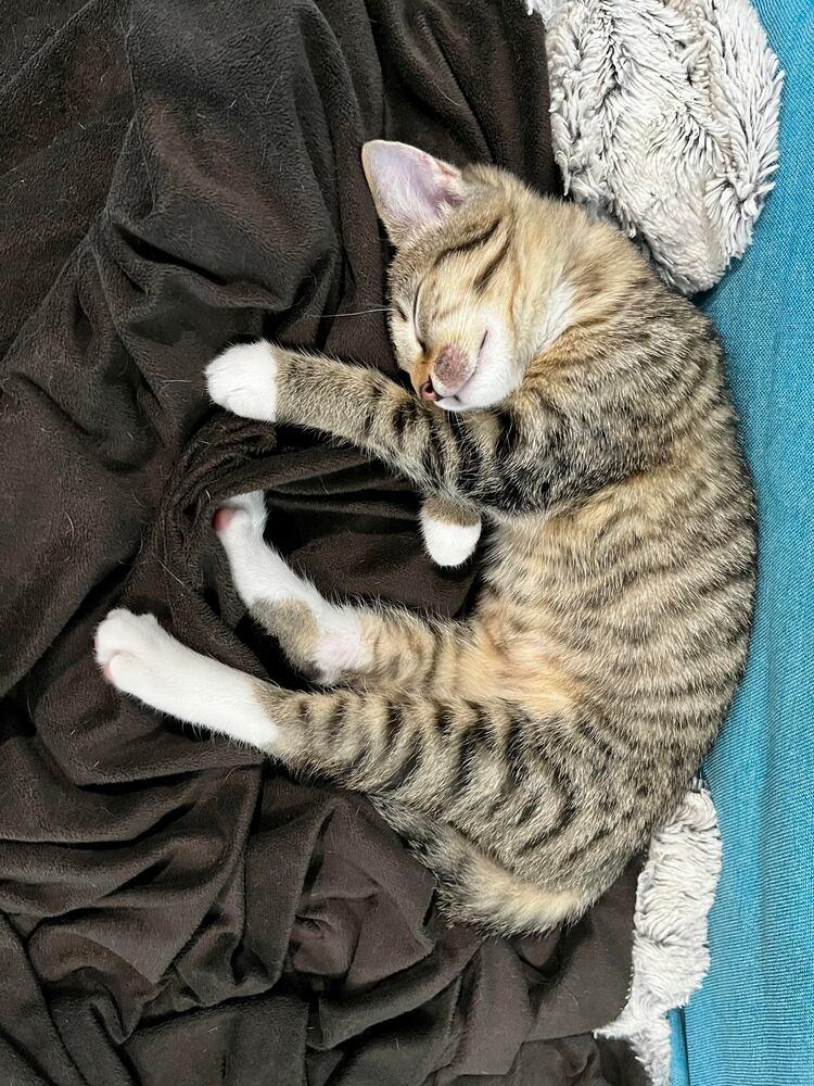 Flower & Fern, Adopted, Kitten Female Domestic Short Hair.