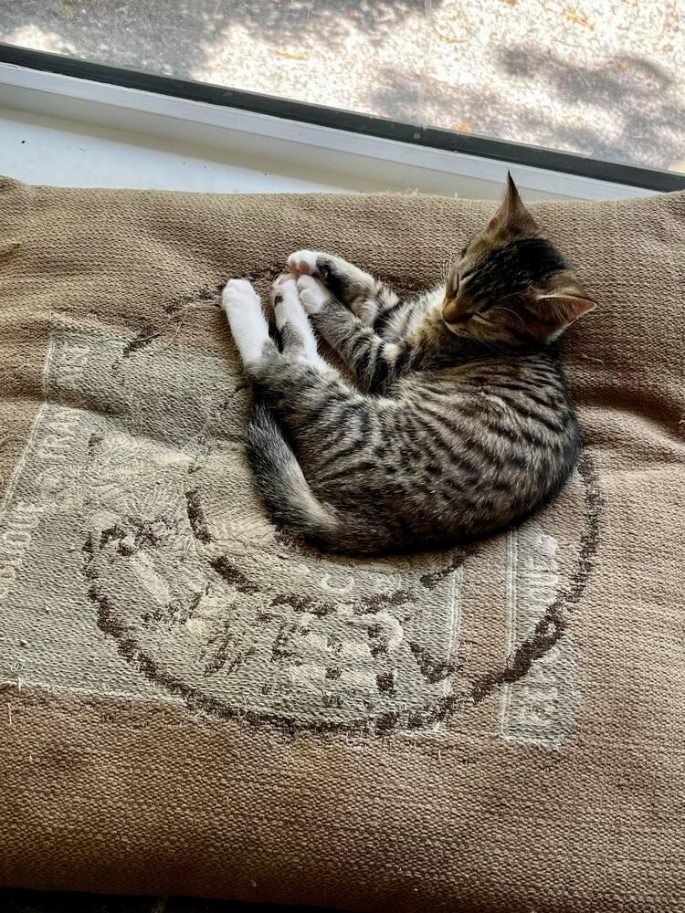 Flower & Fern, a Adopted Domestic Short Hair in Riverhead, NY image 6/6