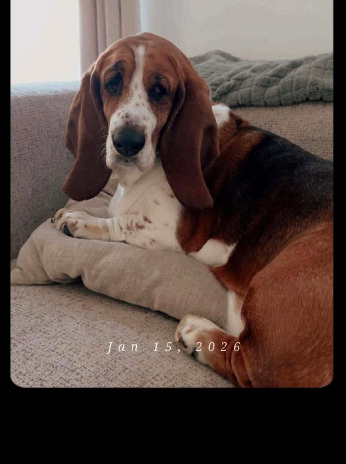 LUCY, Adoptable, Adult Female Basset Hound.