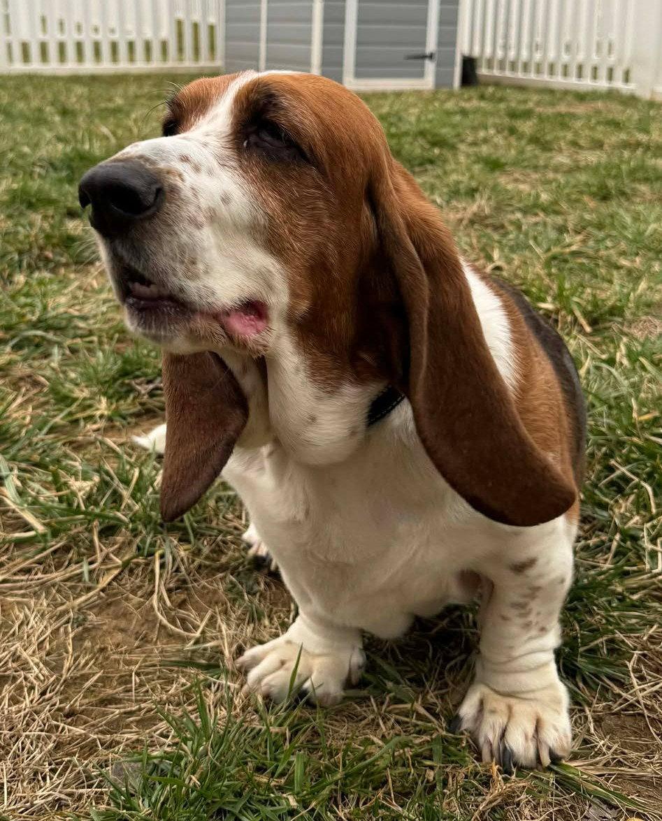 Enlarge LUCY, a Adoptable Basset Hound in Mays Landing, NJ image 2/3