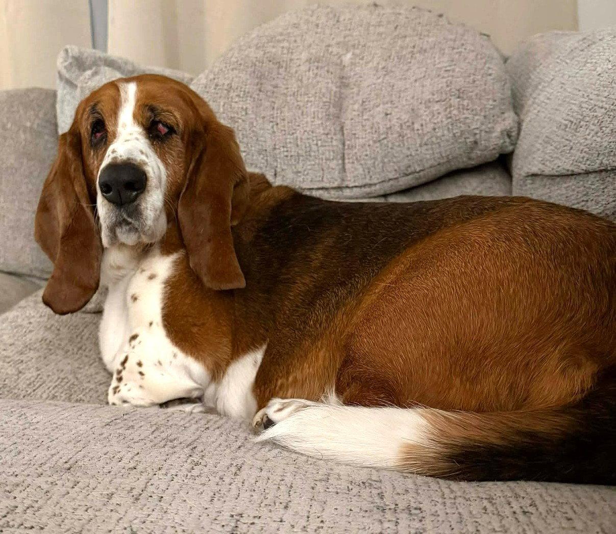 Enlarge LUCY, a Adoptable Basset Hound in Mays Landing, NJ image 3/3