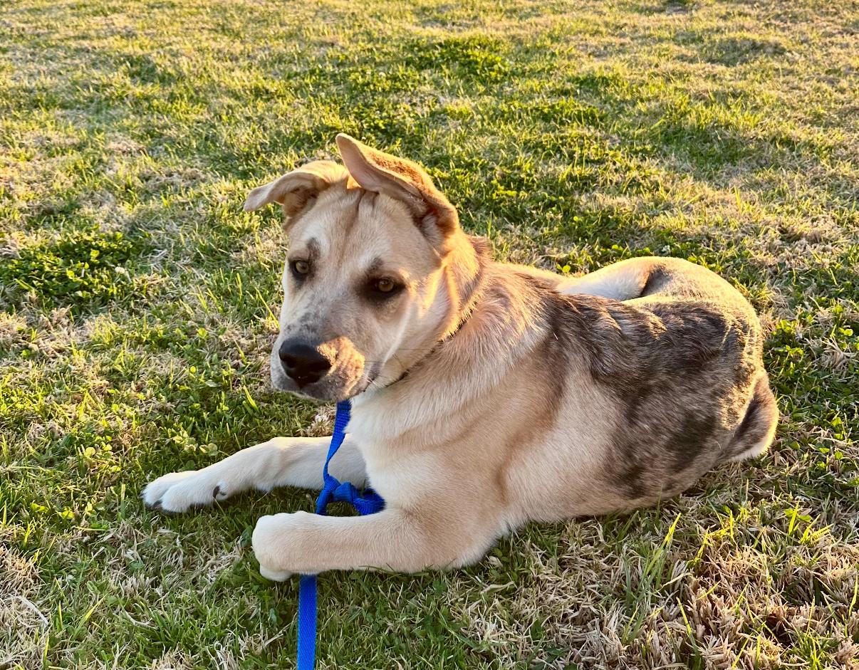 Enlarge Dahlia, a Adoptable mixed breed in Tarzana, CA image 2/6