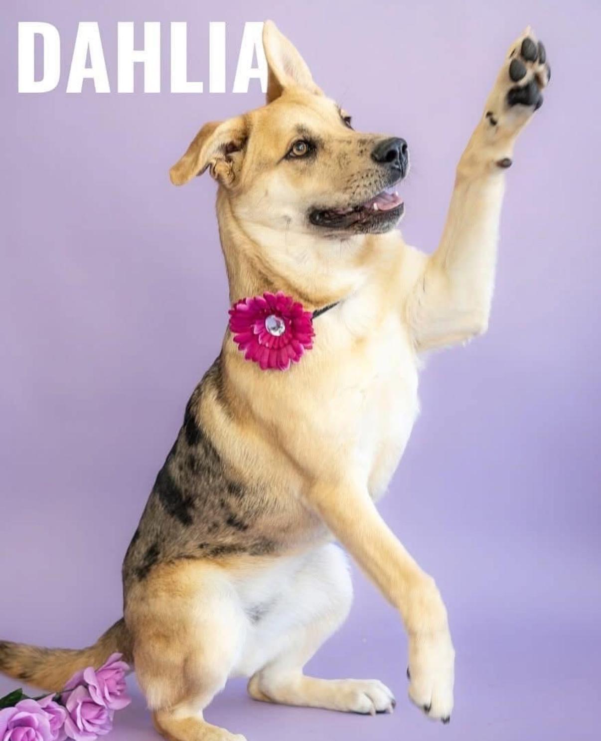 Enlarge Dahlia, a Adoptable mixed breed in Tarzana, CA image 3/6