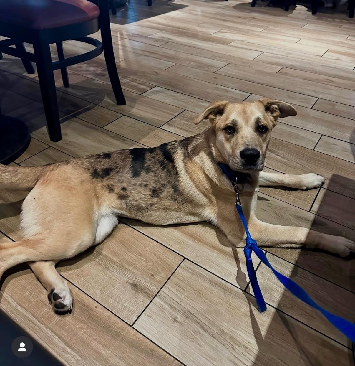 Enlarge Dahlia, a Adoptable mixed breed in Tarzana, CA image 4/6