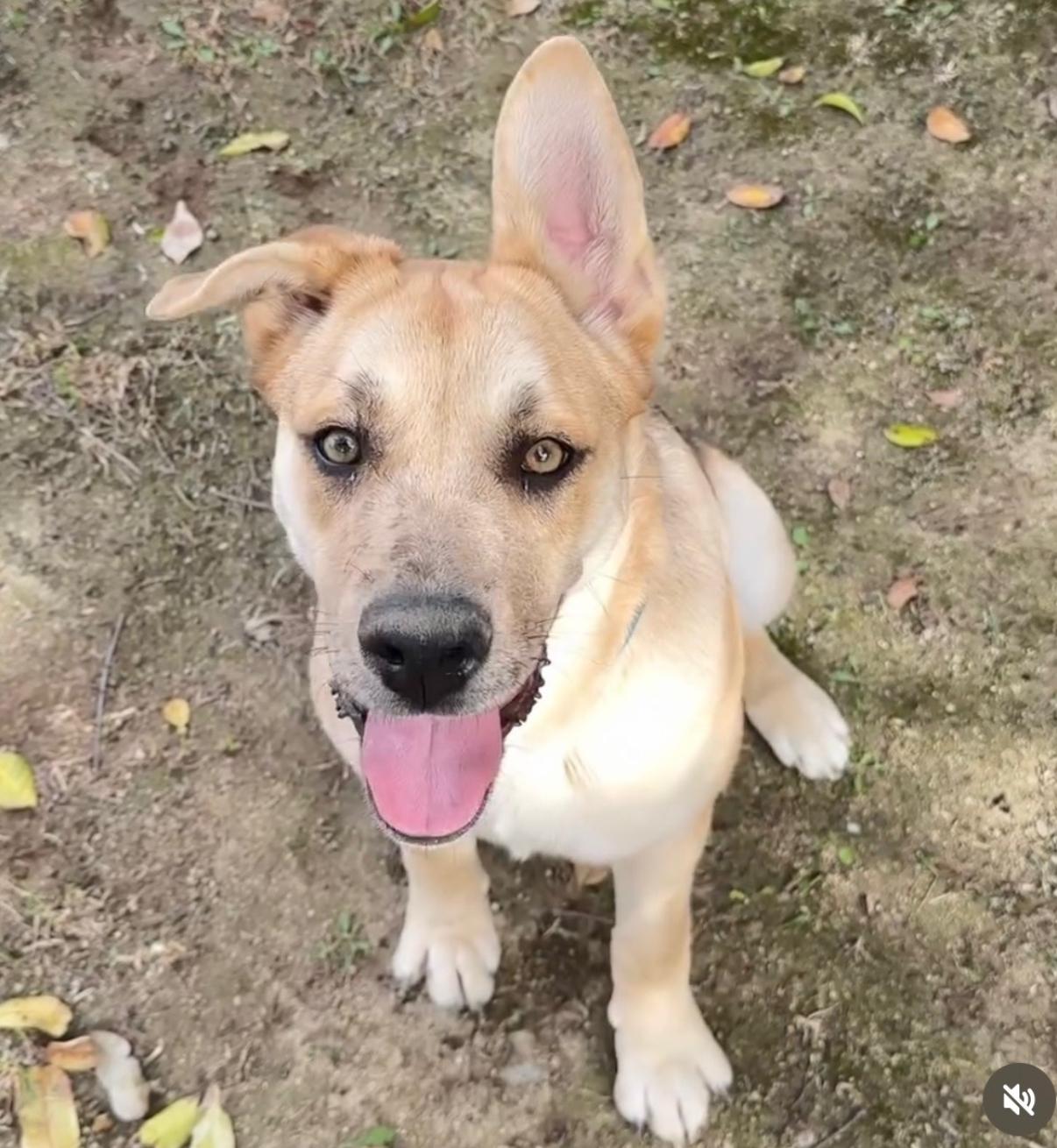 Enlarge Dahlia, a Adoptable mixed breed in Tarzana, CA image 5/6