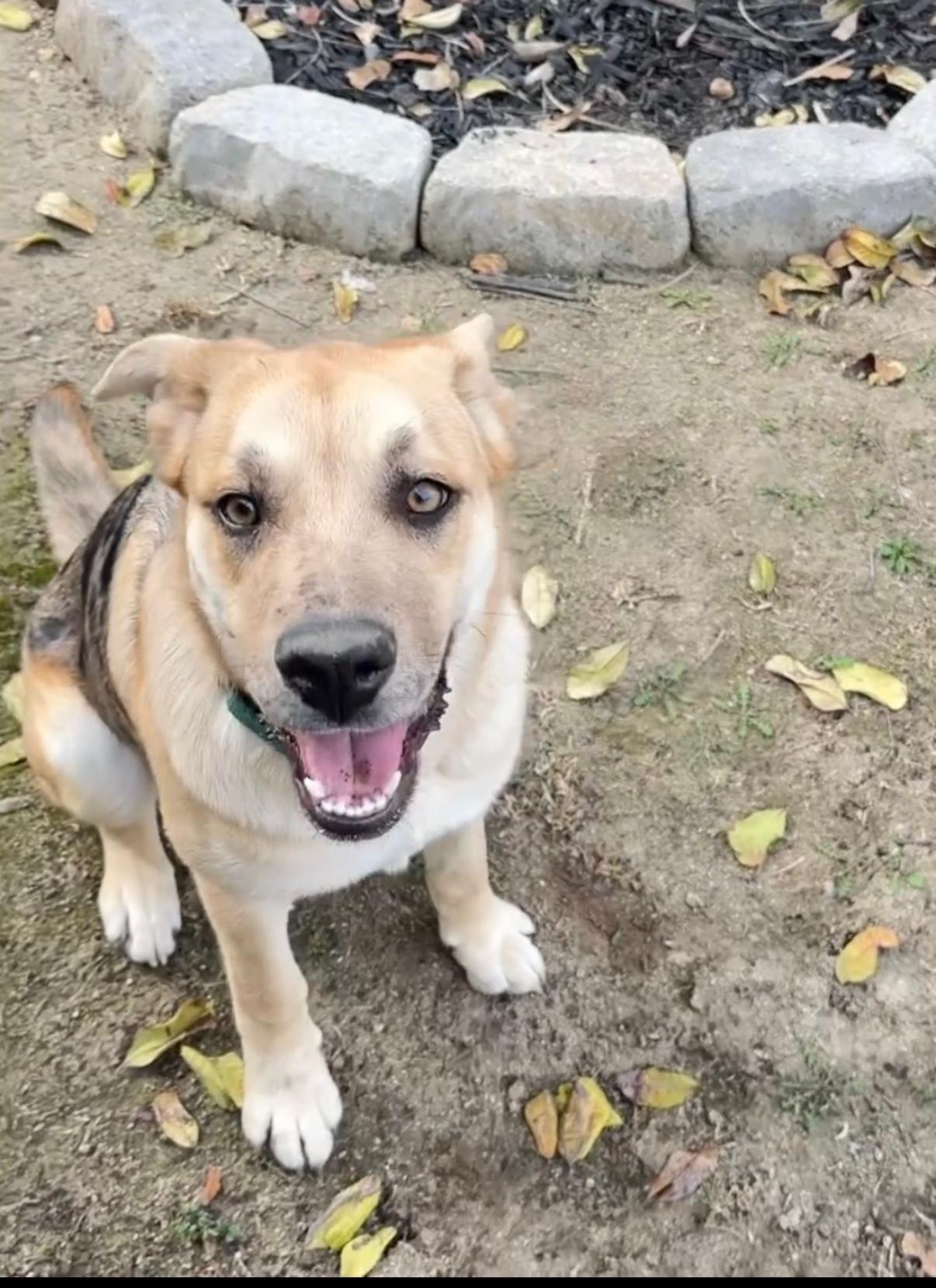 Enlarge Dahlia, a Adoptable mixed breed in Tarzana, CA image 6/6