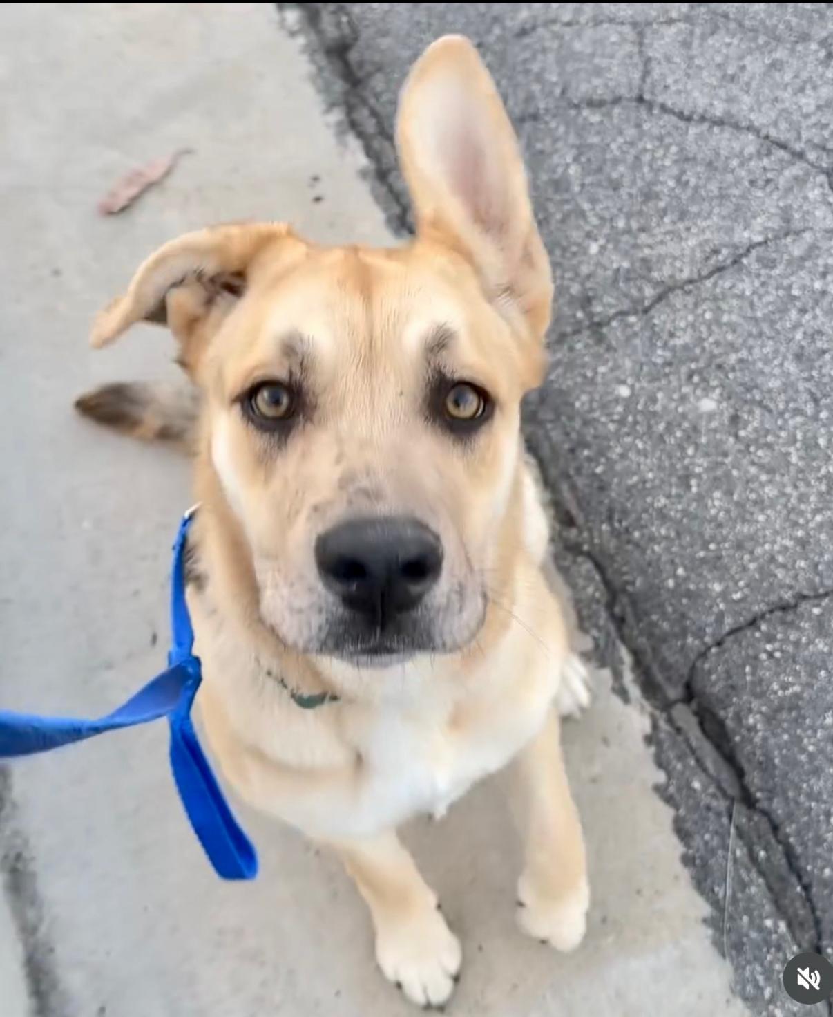 Enlarge Dahlia, a Adoptable mixed breed in Tarzana, CA image 1/6