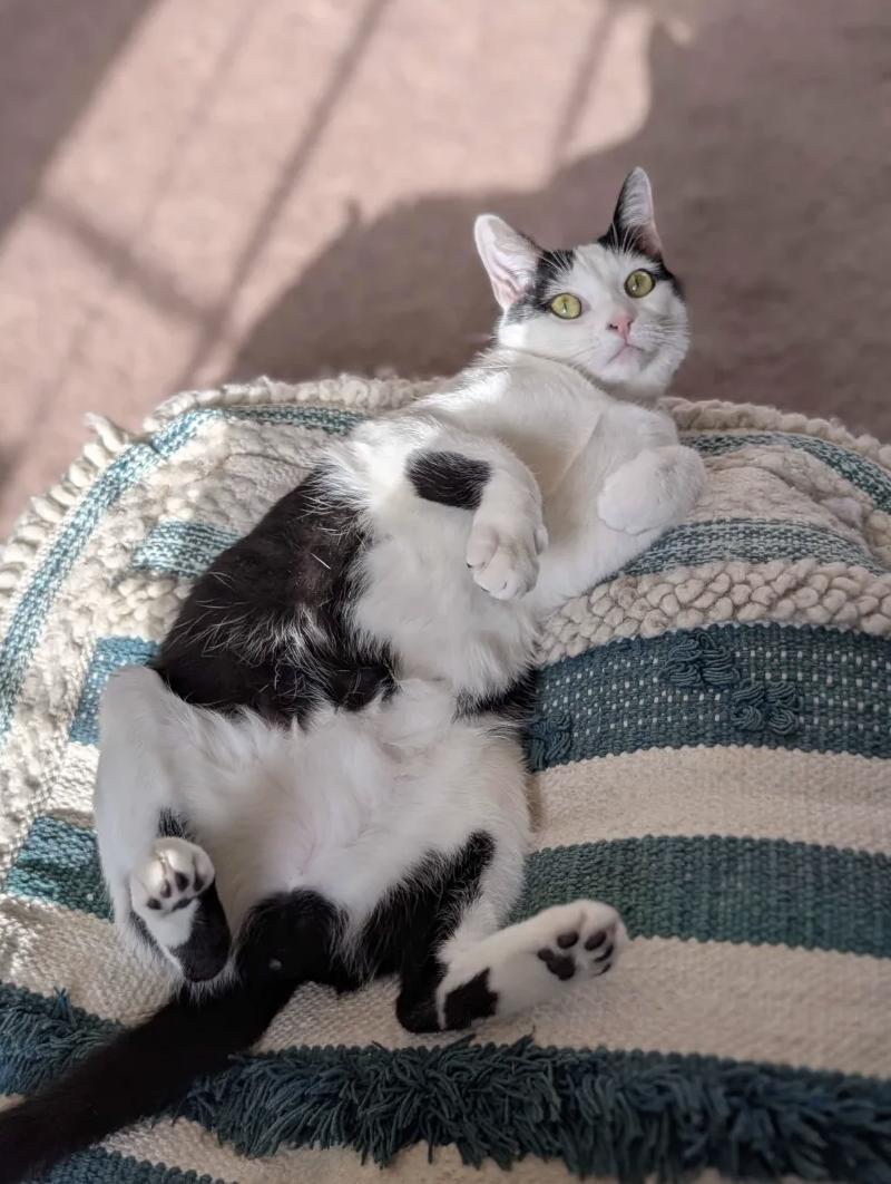 Mon Mothma, a Adoptable Domestic Short Hair in Philadelphia, PA image 1/6