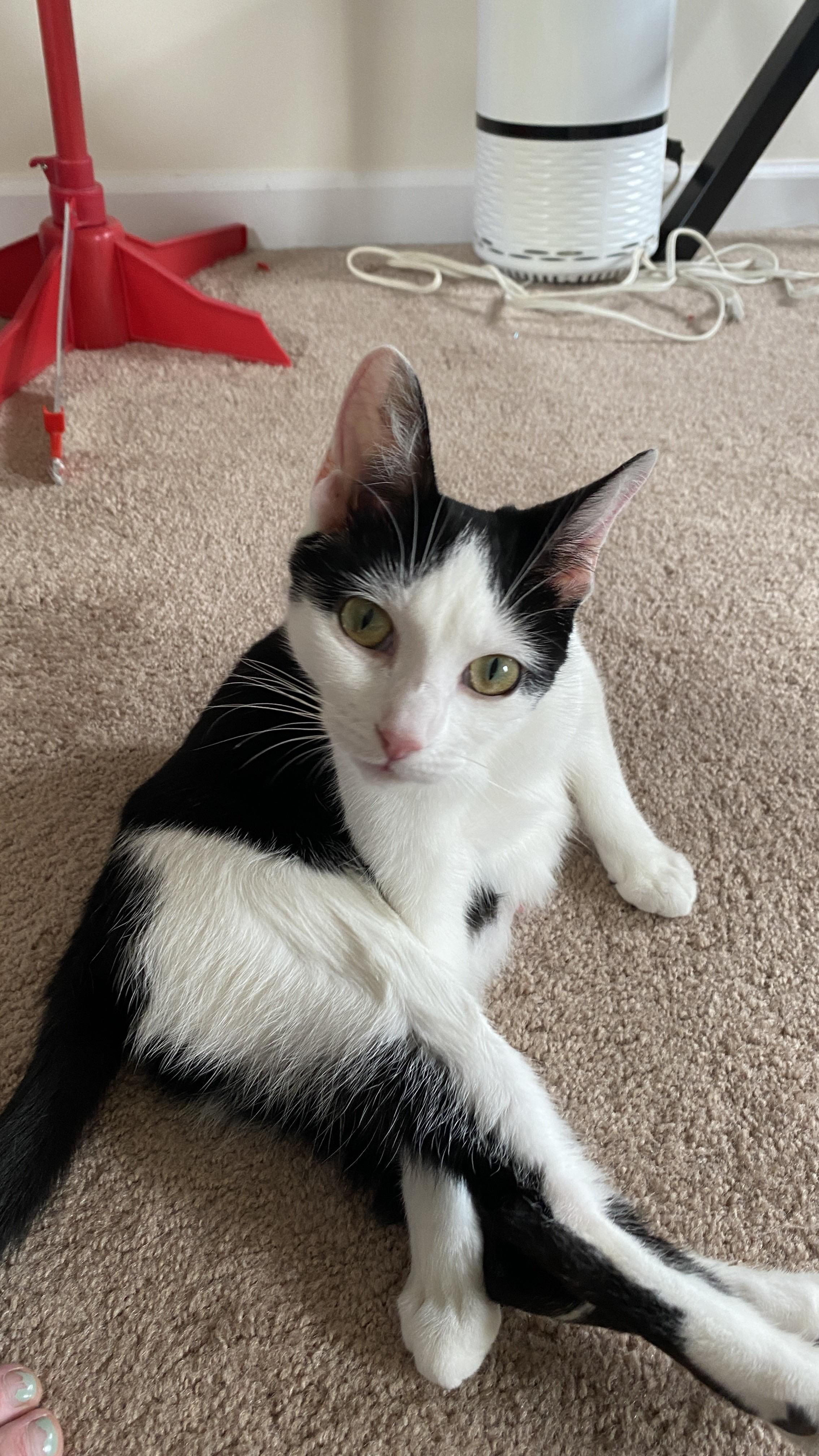 Mon Mothma, a Adoptable Domestic Short Hair in Philadelphia, PA image 4/6