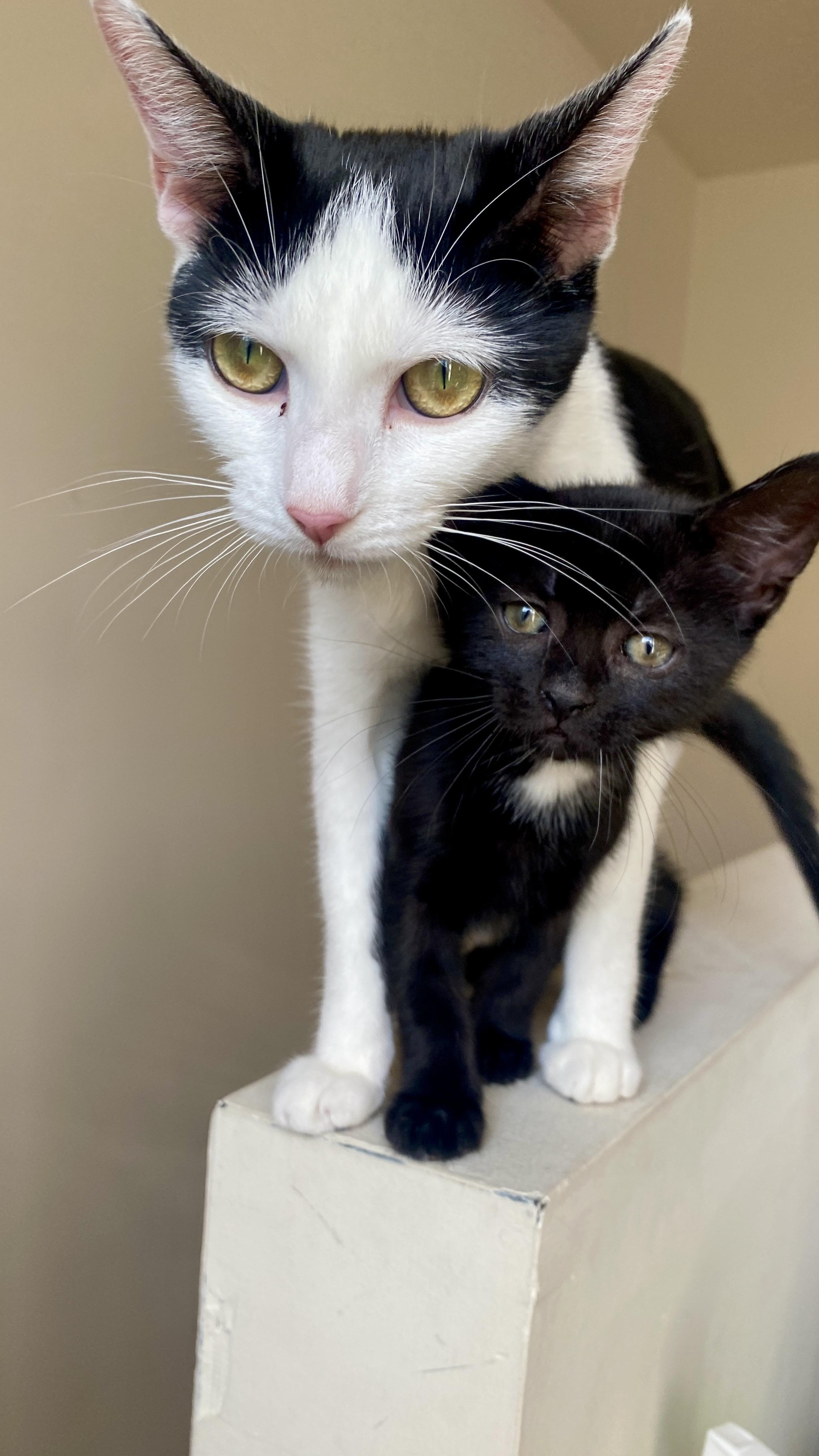 Mon Mothma, a Adoptable Domestic Short Hair in Philadelphia, PA image 6/6