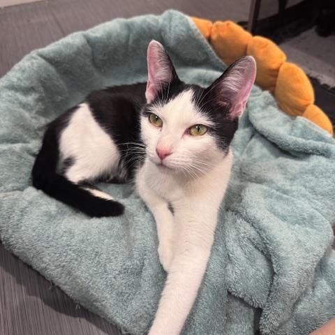 Mon Mothma, a Adoptable Domestic Short Hair in Philadelphia, PA image 5/6