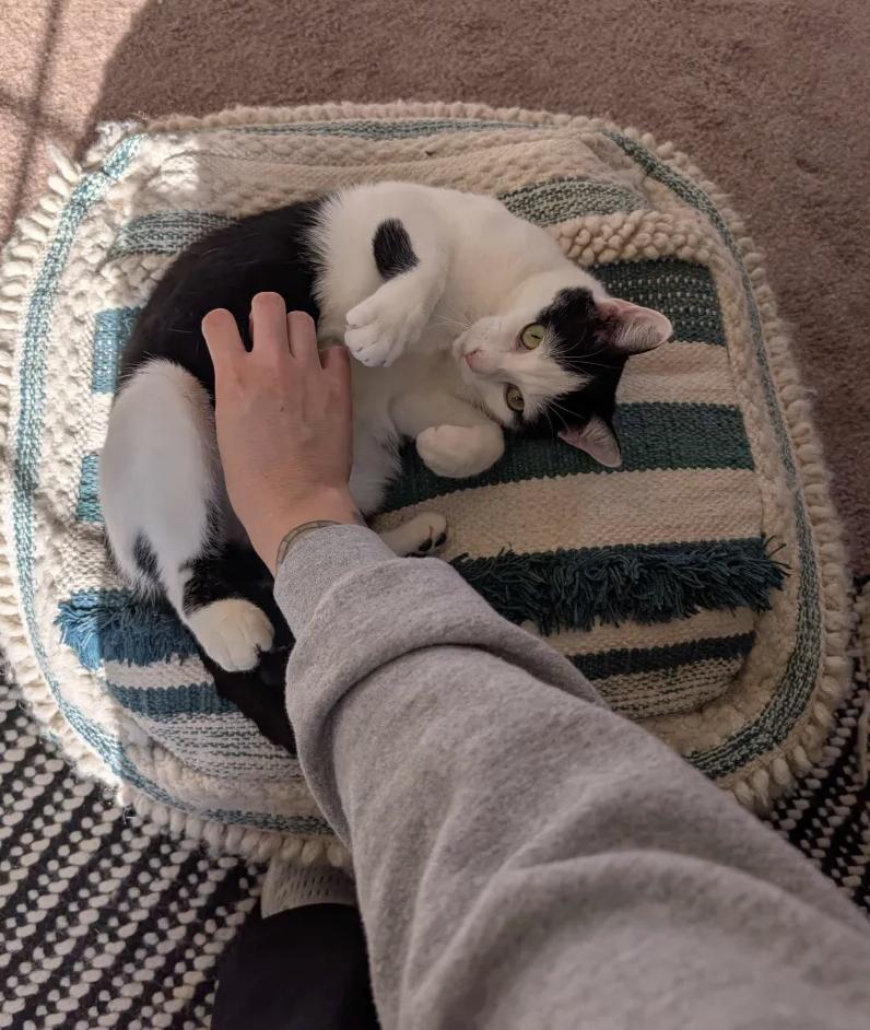 Mon Mothma, a Adoptable Domestic Short Hair in Philadelphia, PA image 3/6