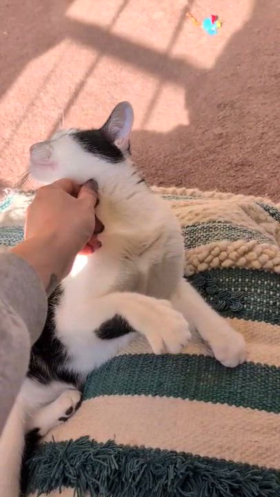 Enlarge Mon Mothma, a Adoptable Domestic Short Hair in Philadelphia, PA video 2/6