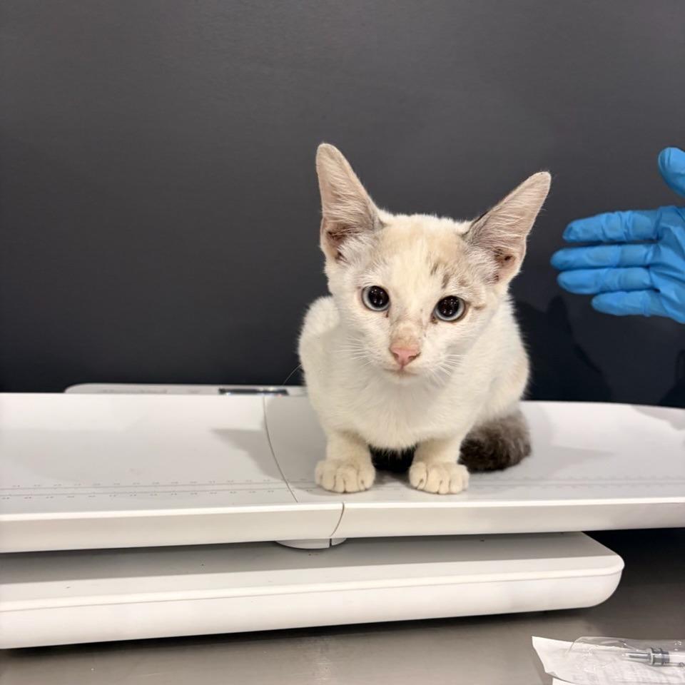 Whiskey Lemonade, Adoptable, Kitten Male Siamese & Domestic Short Hair.