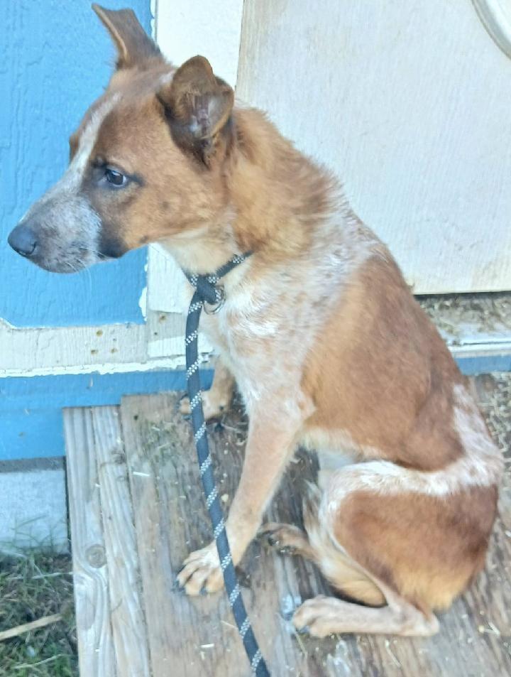 Bentley, ADOPTABLE, Adult Male Australian Cattle Dog / Blue Heeler.