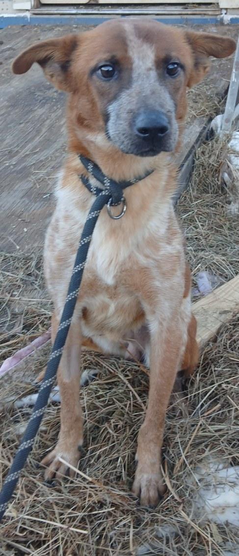 Enlarge Bentley, a ADOPTABLE mixed breed in Mena, AR image 2/3