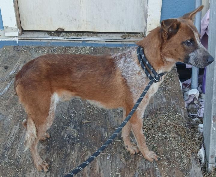 Enlarge Bentley, a ADOPTABLE mixed breed in Mena, AR image 3/3