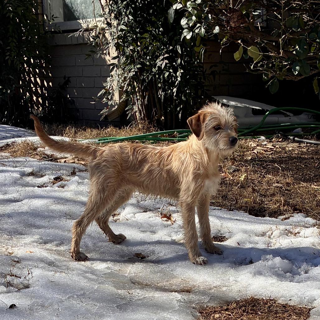 GOLDIE, Adoptable, Puppy Female Norfolk Terrier & Wheaten Terrier.