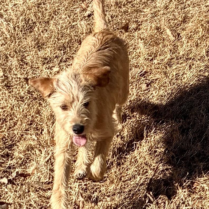 Enlarge GOLDIE, a Adoptable mixed breed in Parsippany , NJ image 5/6