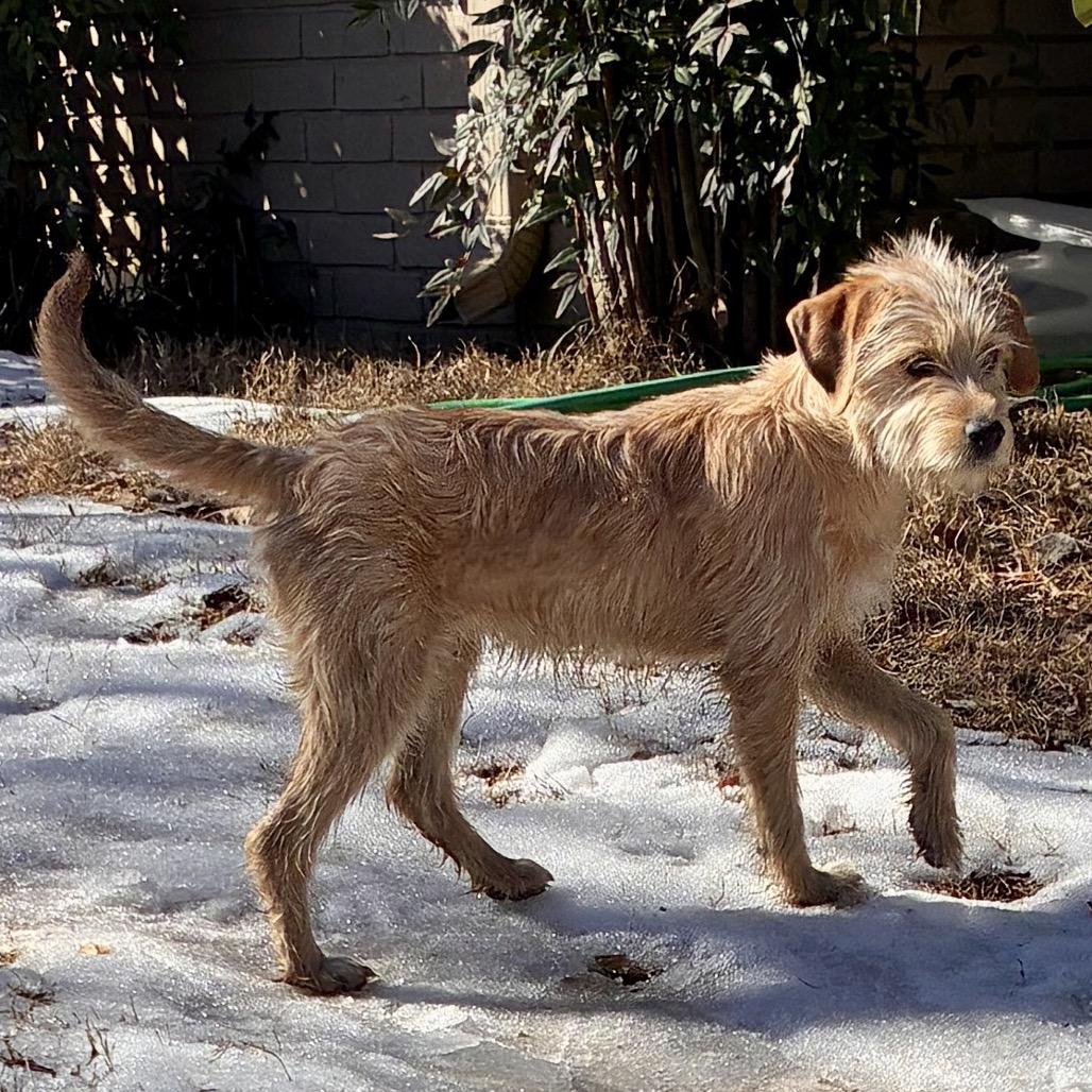 Enlarge GOLDIE, a Adoptable mixed breed in Parsippany , NJ image 6/6